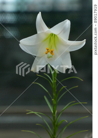 Lilium Warikianum with beautiful white flowers 89017919