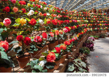 長野村海棠花園 長野村海棠花園 89018478