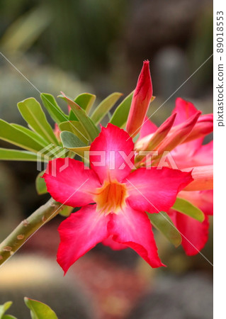 沙漠玫瑰“Adenium obesum” 89018553