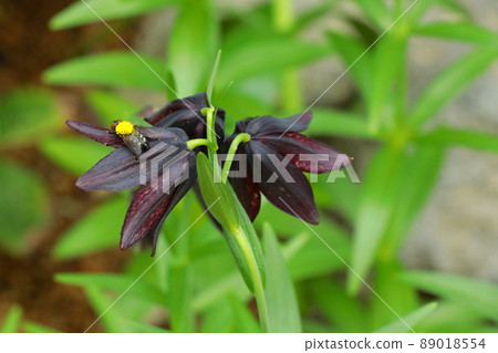 黑紫黑百合和蜜蜂 89018554