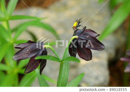 黑紫黑百合和蜜蜂 89018555