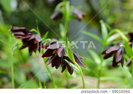 Black-purple black lily and bee Black-purple black lily and bee 89018560