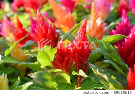 Mini Celosia (Kimono series) 3 89018616
