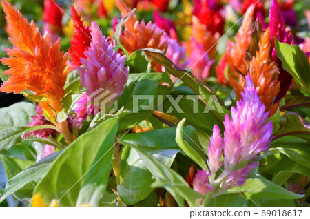 Mini Celosia (和服系列) 4 89018617