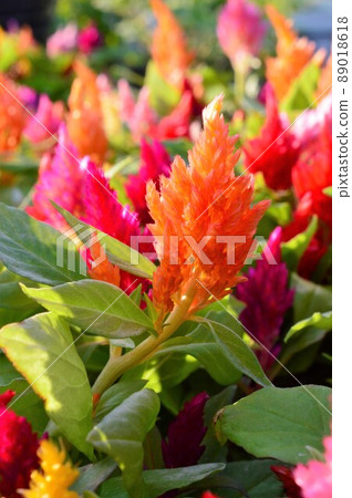 Mini Celosia (和服系列) 5 89018618