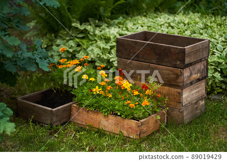 Marigold flowers in a wooden box. The concept of transplanting flowers to a flower bed near the house. High quality photo 89019429