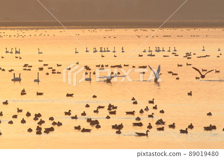 泉沼的早晨航班 89019480