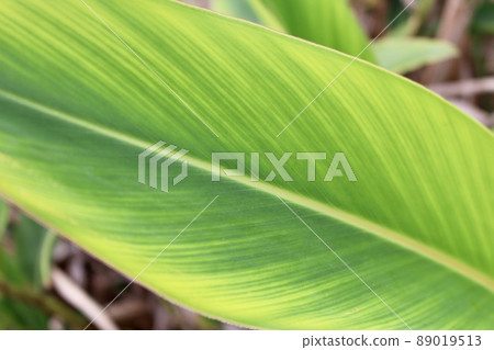 Miyakojima, Okinawa Prefecture Sannin (shell ginger) leaves 89019513