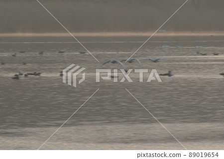 泉沼的早晨航班 泉沼的早晨航班 89019654