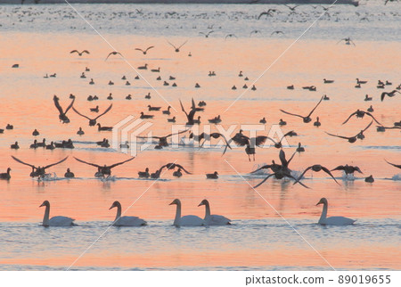 泉沼的早晨航班 89019655