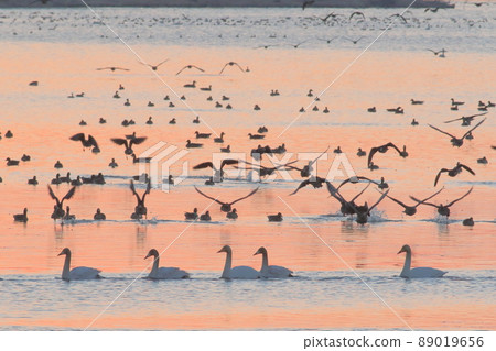 泉沼的早晨航班 89019656