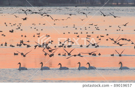 泉沼的早晨航班 89019657