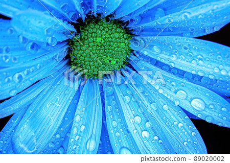 Close up of a blue daisy Close up of a blue daisy 89020002