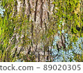 Camphor tree 89020305