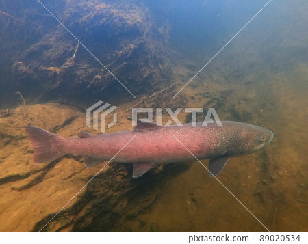 Phantom fish Ito 89020534