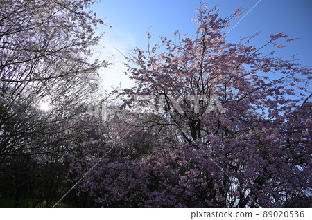 Sakura no Mori that leaks light << Minamiashigara City >> 89020536