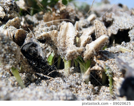 Glehnia（百合本城市西目濱，4月21日） 89020625