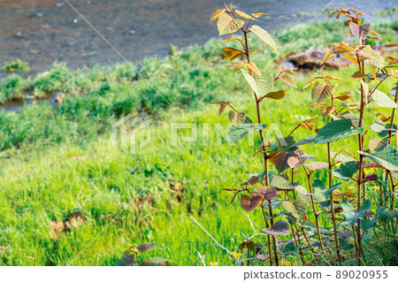 春天河邊野草虎杖 春天河邊野草虎杖 89020955