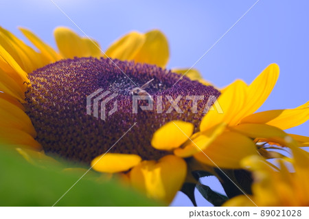 Sunflower close-up 16 Sunflower close-up 16 89021028