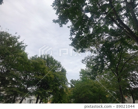 The sky seen from the tree 89021044