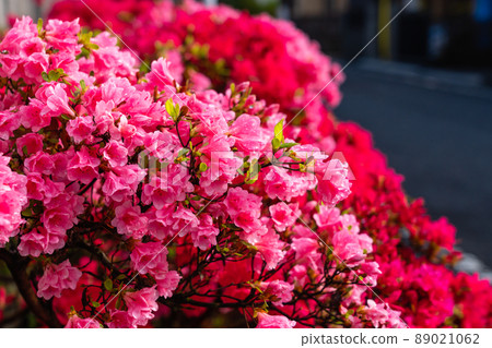 Azalea petals in full bloom 89021062