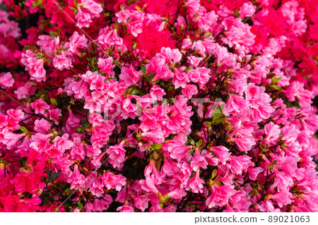 Azalea petals in full bloom 89021063