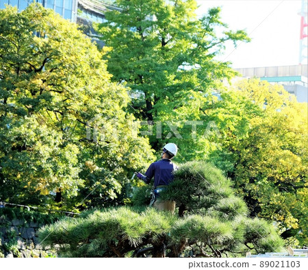Tree care work scenery 89021103
