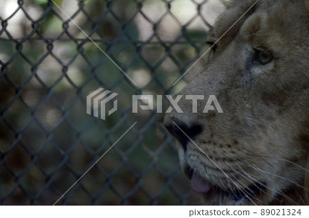 lion 89021324