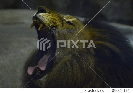 獅子 89021335