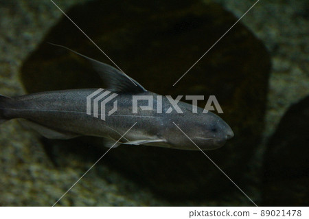 藍色坎迪魯 89021478