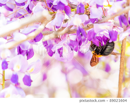 Beautiful spring scenery, beautiful wisteria and bumblebees in full bloom 89021604