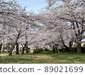 櫻花在公園裡 89021699