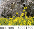 櫻花和油菜花 89021700
