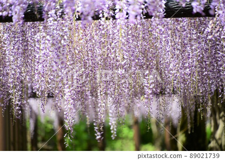  Wisteria flowers 89021739