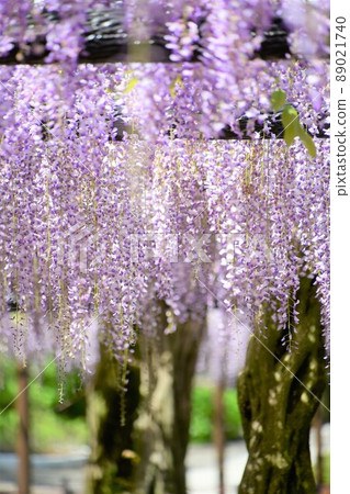Wisteria flowers Wisteria flowers 89021740