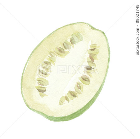 Kala Harris squid cross section 89021749