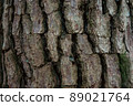 The bark of a large tree that feels the season 89021764