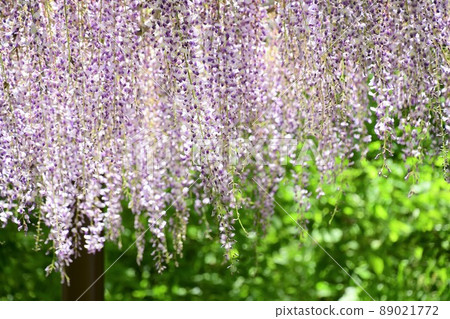 紫藤花 紫藤花 89021772