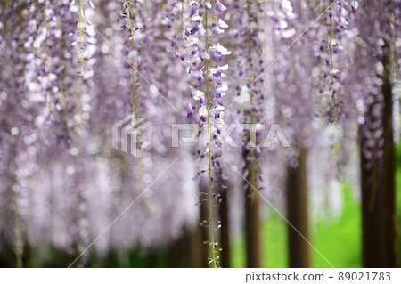 Wisteria flowers Wisteria flowers 89021783