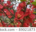 花樹 89021873