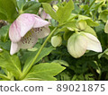 花 89021875