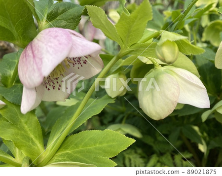 花 89021875