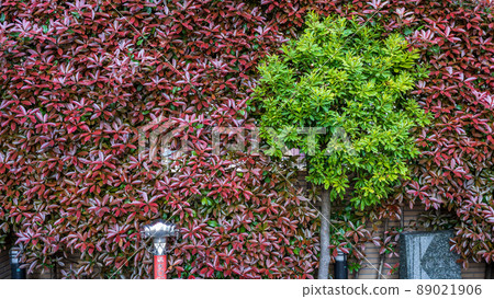 “東京”神樂坂，後巷風景 89021906