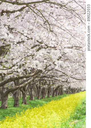 櫻花和油菜籽路緒方村 櫻花和油菜籽路緒方村 89022033
