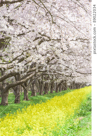 櫻花和油菜籽路緒方村 櫻花和油菜籽路緒方村 89022034