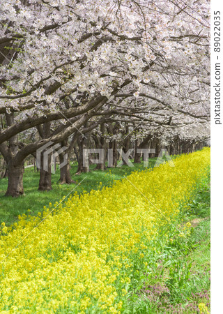 櫻花和油菜籽路緒方村 櫻花和油菜籽路緒方村 89022035