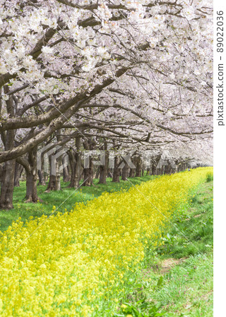 櫻花和油菜籽路緒方村 櫻花和油菜籽路緒方村 89022036