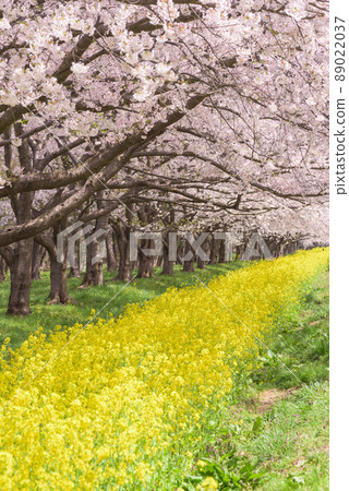 櫻花和油菜籽路緒方村 櫻花和油菜籽路緒方村 89022037