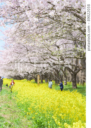 櫻花和油菜籽路緒方村 櫻花和油菜籽路緒方村 89022038
