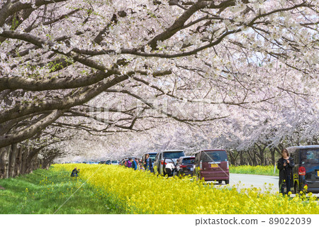 Sakura and Rapeseed Road Ogata Village Sakura and Rapeseed Road Ogata Village 89022039